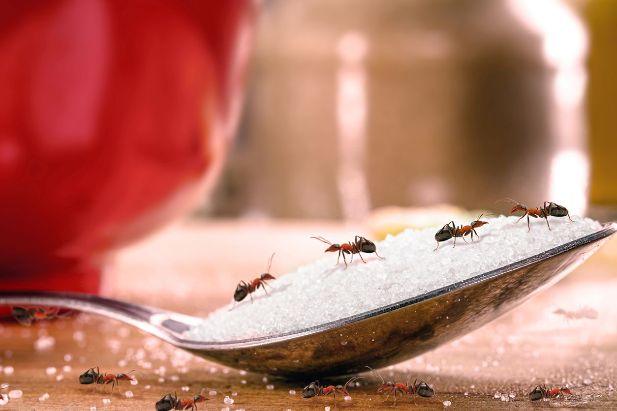 Dewey Pest & Termite Control in Pasadena, CA
