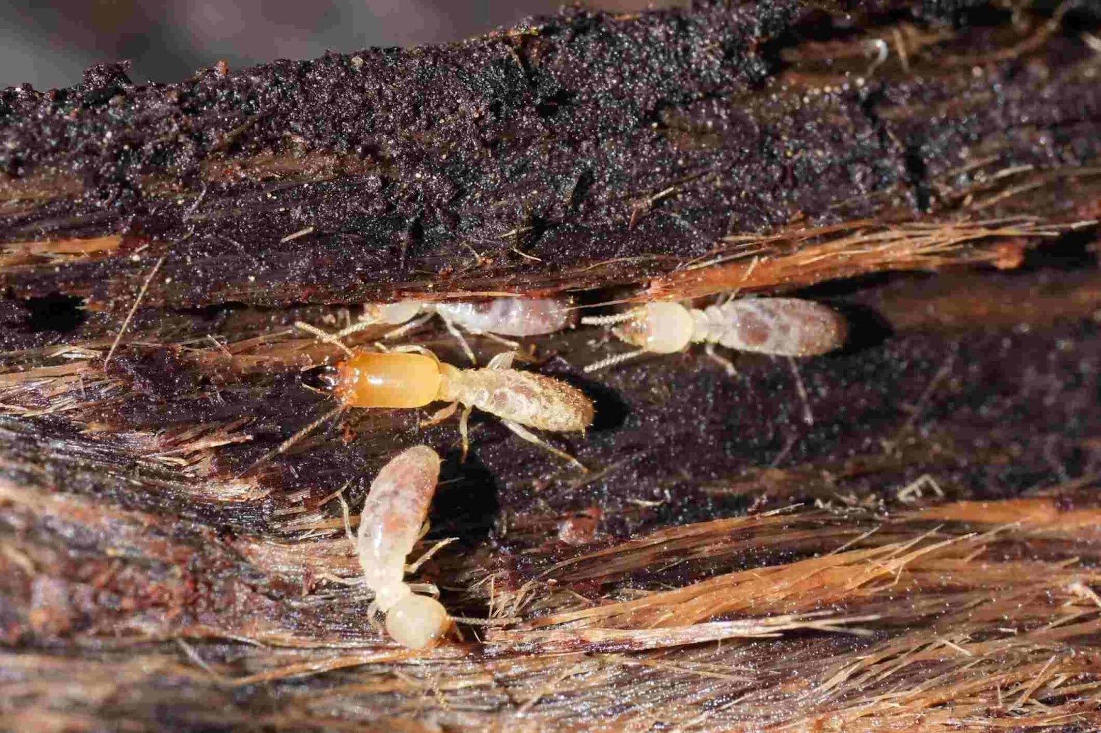 Dewey Pest & Termite Control in Pasadena, CA