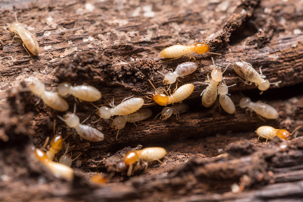 Wise Pest Control in Pasadena, CA